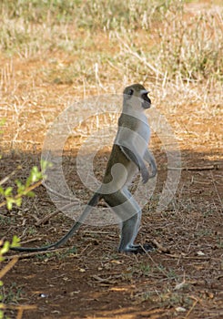 Monkey marmoset in Africa photo