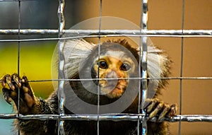 Monkey Marmoset head white in the cage