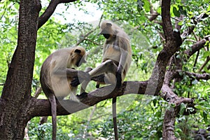 Monkey mating activity in the forest background blur.