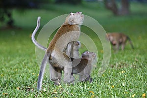 Monkey mating 2
