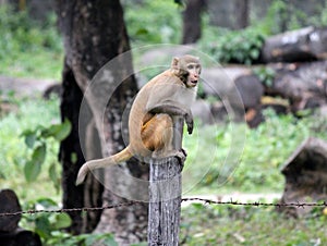 Monkey Menace Inside Human Habitat photo