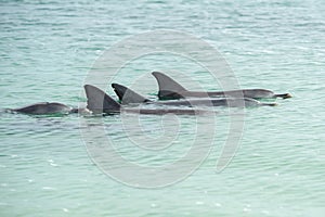 Monkey mia dolphins near the shore