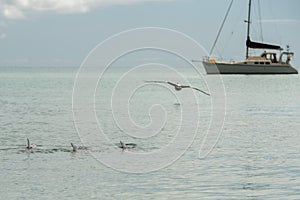 Monkey mia dolphins near the shore