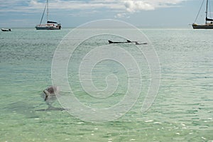 Monkey mia dolphins near the shore