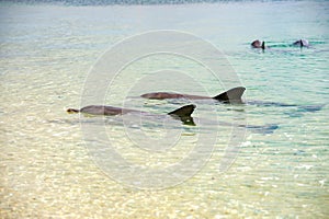 Monkey mia dolphins near the shore