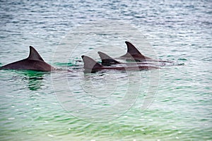 Monkey mia dolphins near the shore