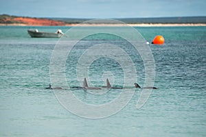 Monkey mia dolphins near the shore photo
