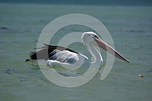Pelican. Monkey Mia. Shark Bay. Western Australia photo