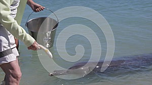 Monkey Mia Shark Bay Marine Park Western Australia