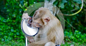 Monkey - mirror face