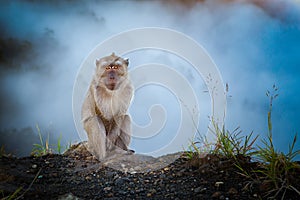 Monkey in the mist