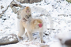 Monkey mom and her baby - Stock Image