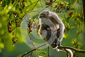 Monos madre posesión su un nino en cálido la luz 