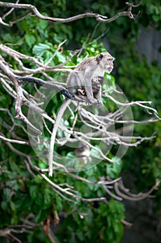 Monkey mom with son puppy. Bonnet macaque monkeys.