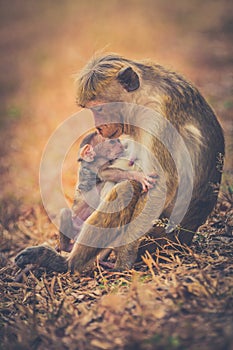 Monkey mom with son puppy. Bonnet macaque monkeys.