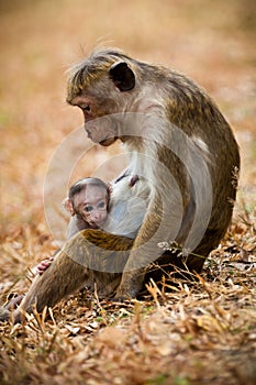 Monkey mom with son puppy. Bonnet macaque monkeys.