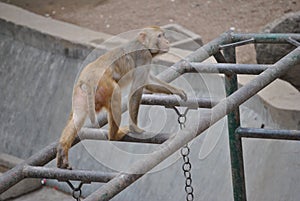 A monkey on monkey bars