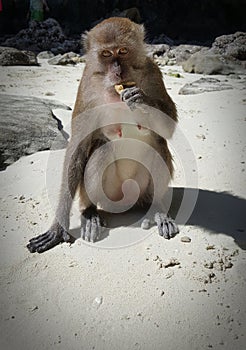 Monkey on Monkey Beach, Phi Phi Leh Island, Thailand