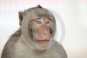 Monkey, Monkey face portrait, Jungle Monkey close up, Monkey Ape