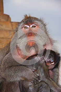 Monkey in Monkey Forest