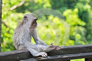 Monkey at Monkey Forest Sanctuary in Ubud