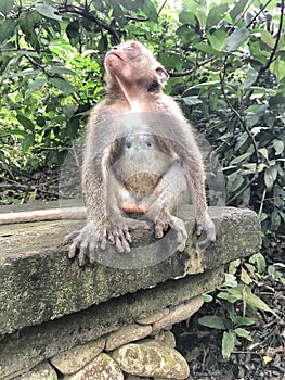 A Monkey in the Monkey Forest in Ubud