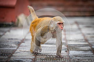 The Monkey of Monkey Temple