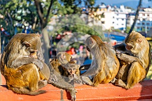 Monkey in the Monkey temple in Kathmandu