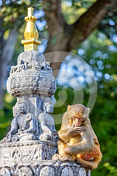 Monkey in the Monkey temple in Kathmandu