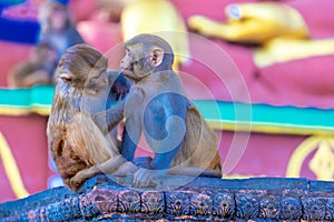 Monkey in the Monkey temple in Kathmandu