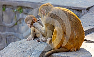 Monkey in the Monkey temple in Kathmandu