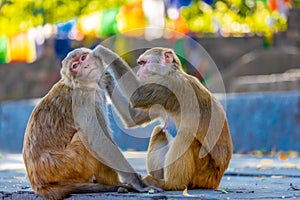 Monkey in the Monkey temple in Kathmandu