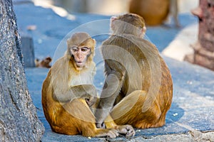 Monkey in the Monkey temple in Kathmandu
