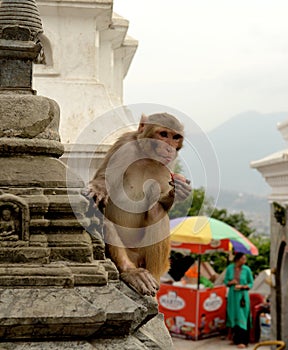 Monkey at Monkey Temple statue