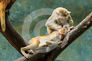 Monkey,monkey in zoo, Long-tailed macaque, Crab-eating macaque.
