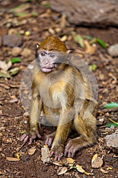 Monkey - Morocco