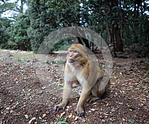 Monkey - Morocco