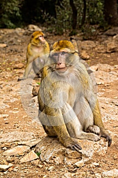Monkey - Morocco