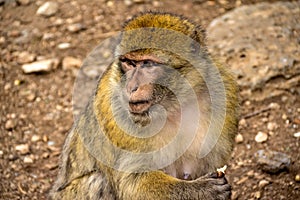 Monkey - Morocco