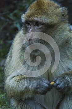 Monkey in Morocco photo