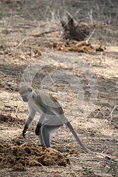 Monkey ,most beautfully creature which attracts most tourist at ruaha national park