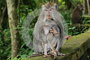 Monkey mother