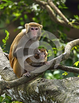 The monkey mother and baby