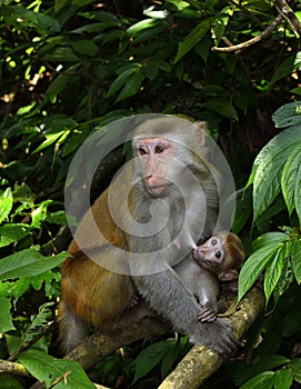 The monkey mother and baby