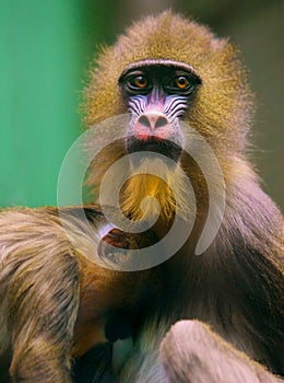 Monkey mother with baby