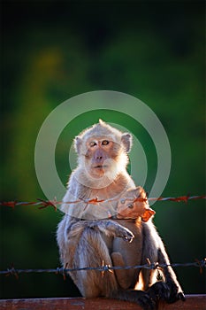 Monkey mother and baby drinking milk from breast and playing nip