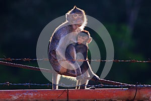 Monkey mother and baby drinking milk from breast and playing nip