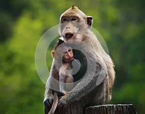 Monkey mother and baby drinking milk from breast and playing nipple photo