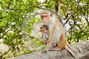 Monkey mother with baby