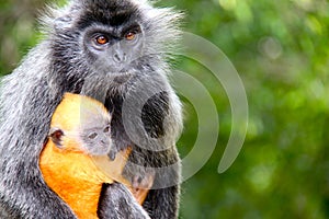 Monkey mother and baby